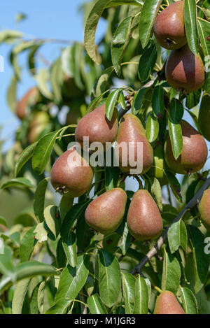 Pear (Pyrus communis) Good Luise of Avranches, Birne (Pyrus communis GUTE LUISE VON AVRANCHES) Stock Photo