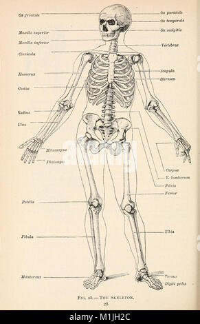 Animal biology; Human biology. Parts II and III of First course in biology (1910) (18011262079) Stock Photo