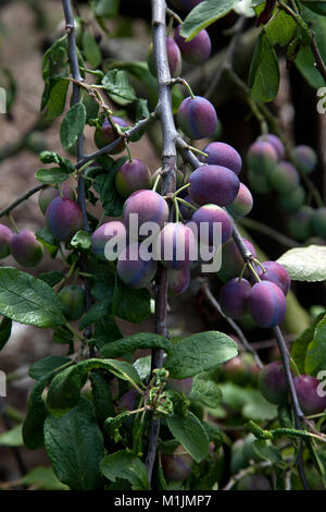 Fresh plums growing on a tree in Kent, England Stock Photo