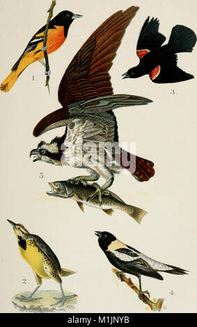 A popular handbook of the ornithology of eastern North America (1896) (14750111872) Stock Photo