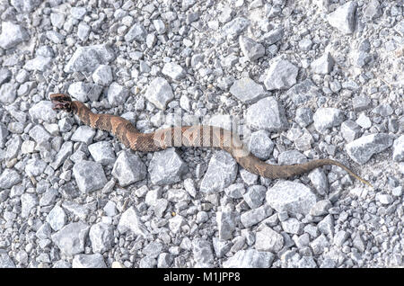 Young cottonmouth snake crossing a gravel road Stock Photo