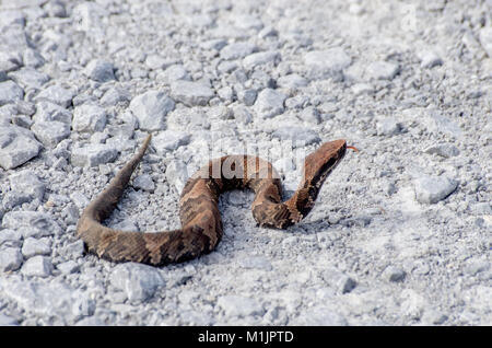 Young cottonmouth snake with tongue out Stock Photo