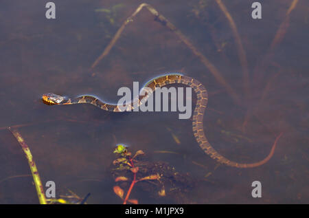 Young Midland Watersnake swimming Stock Photo