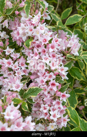 Weigelie, Weigela Nana Variegata, Weigelie, Weigela Nana Variegata Stock  Photo - Alamy