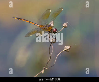 Wandering glider dragonfly on plant Stock Photo
