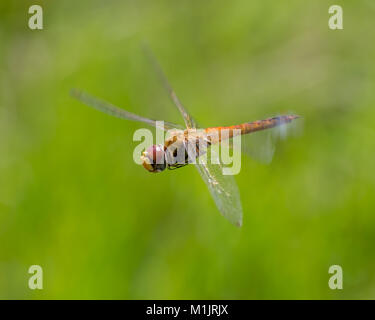 Wandering glider dragonfly in flight Stock Photo