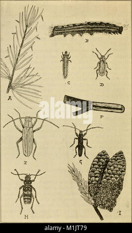 An annotated list of the important North American forest insects (1909) (18424959321) Stock Photo