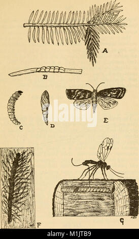 An annotated list of the important North American forest insects (1909) (18235525710) Stock Photo