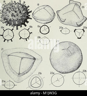 An annotated synopsis of paleozoic fossil spores - and the definition of generic groups (1944) (18234948498) Stock Photo