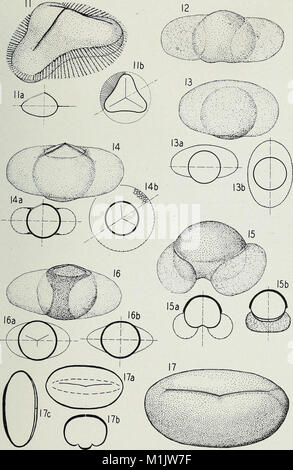 An annotated synopsis of paleozoic fossil spores - and the definition of generic groups (1944) (18424458801) Stock Photo