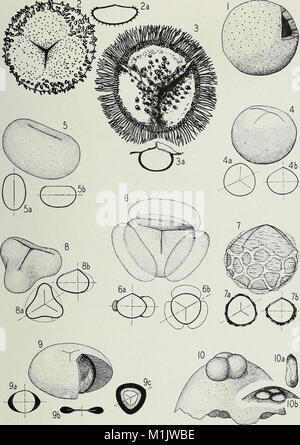 An annotated synopsis of paleozoic fossil spores - and the definition of generic groups (1944) (18424455141) Stock Photo