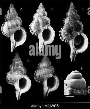 The 2001 issue of the American Malacological Bulletin, focused on the ...