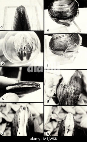 The 'American Malacological Bulletin' (1996) is dedicated to the study ...