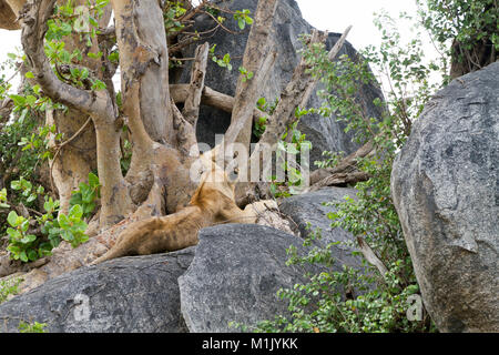 East African lion cubs (Panthera leo melanochaita), species in the family Felidae and a member of the genus Panthera, listed as vulnerable, in Serenge Stock Photo