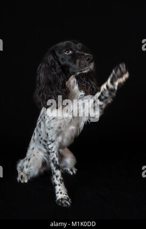 Beautiful female spaniel raises his paw on black background Stock Photo