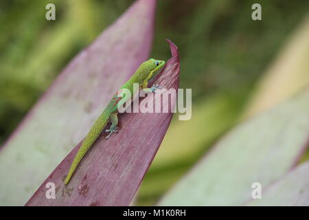 Gold dust day gecko on Bromeliad plant leaf, Hawaii Stock Photo