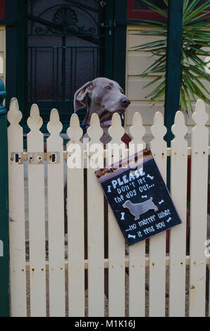 Please don't let the dog out. No matter what it tells you. Stock Photo