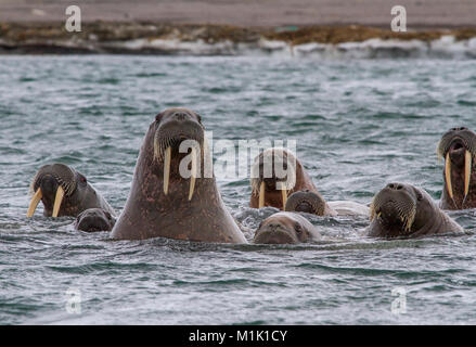 walruses in archipelago of Svalbard Stock Photo