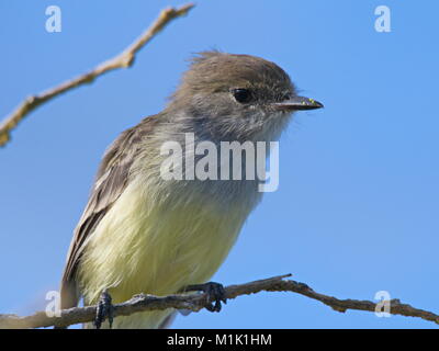 Galapagos flycatcher (myiarchus magnirostris) Perched on a branch. Lots of detail with a smoth background.  Taken Jun 2017 Stock Photo
