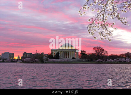 Urban panorama with Thomas Jefferson Memorial and US Capitol at sunrise during cherry blossom season in Washington DC, USA. Spring landscape with flou