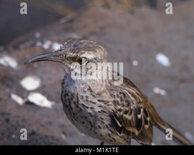 Galapagos mockingbird, Mimus parvulus, on Santa Cruz Island Stock Photo