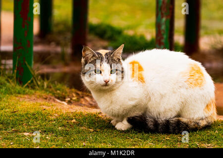 White and Orange beautiful cat sits beside a seat in the garden Stock Photo