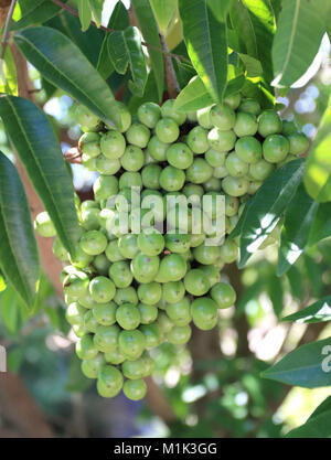 Close up of Rhodosphaera rhodanthema fresh green seeds Stock Photo