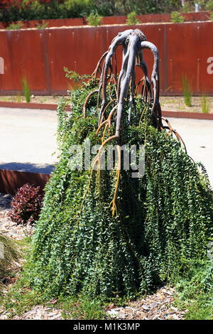 Acacia cultriformis  Cascade or known as Cascade’ Knife Blade Wattle Stock Photo