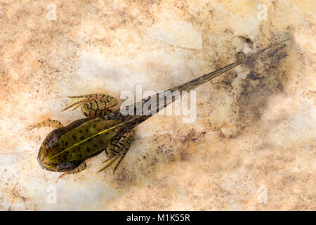 Common spadefoot (Pelobates fuscus), larva, tadpole, Austria Stock Photo