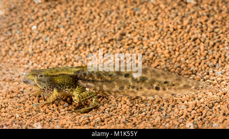 Common spadefoot (Pelobates fuscus), larva, tadpole, Austria Stock Photo