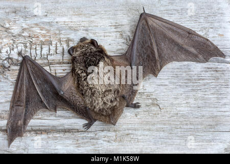 Parti-coloured bat (Vespertilio murinus), Schwaz, Tyrol, Austria Stock Photo