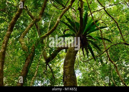 Birds nest fern (Asplenium australasicum) growing in the tree tops as an epiphyte, Paluma, Queensland, Australia Stock Photo