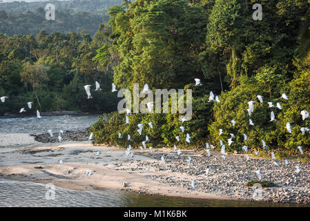 Amazonian rainforest. Misahualli River. Napo province, Ecuador Stock Photo