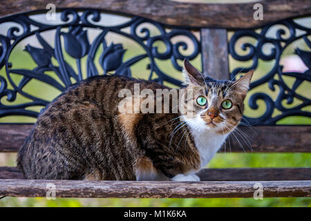 Tabby cat with green eyes sitting on a vintage ornate bench Stock Photo