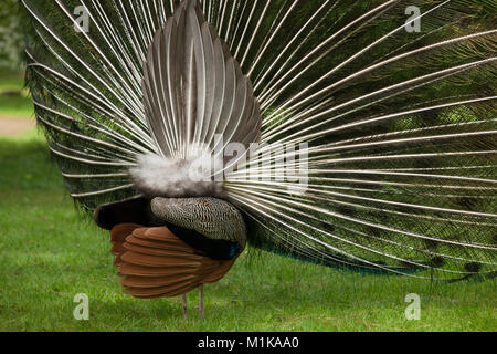 Germany, peacock, common peafowl (lat. Pavo cristatus), displaying tail, at the Forstbotanischer Garten, an arboretum and woodland botanical garden, b Stock Photo