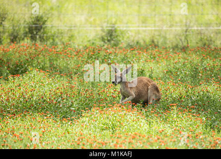 A kangaroo with black and white markings on its face - the trademark of a red kangaroo  (macropus rufus). It has picked some greenery ready to eat. Stock Photo