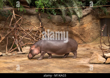 Germany, Cologne, the zoological garden, hippo at the Hippodom.  Deutschland, Koeln, im Zoo, Flusspferd im Hippodom. Stock Photo