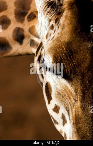 Portrait of half of a giraffe's face with a patterned background in the same tones. The giraffe is looking down and has a quiet, serene look. Stock Photo