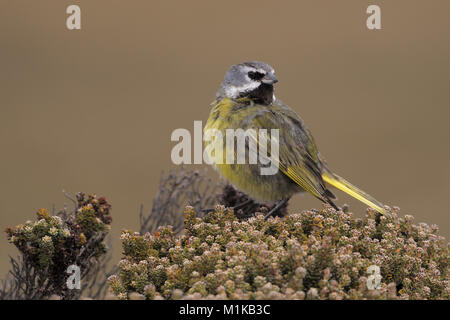 Black-throated Finch Stock Photo