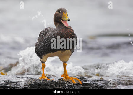 Falkland Steamer duck Stock Photo