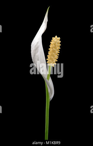 exotic single flower with white petals and large yellow stamen against black black background Stock Photo