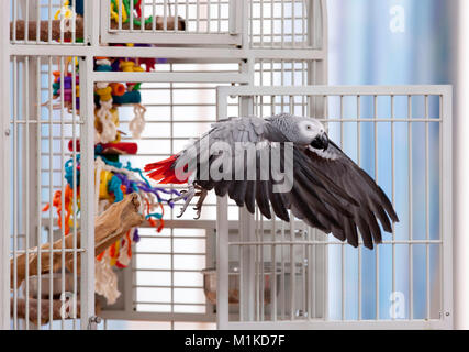Congo Gray Parrot  (Psittacus erithacus). Adult flying out of its cage. Germany Stock Photo
