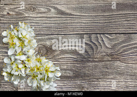 Spring blossoming cherry branch with gentle white flowers on a wooden old plank background with space for text Stock Photo