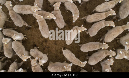 Aerial view over a flock of sheep on a farm Stock Photo - Alamy