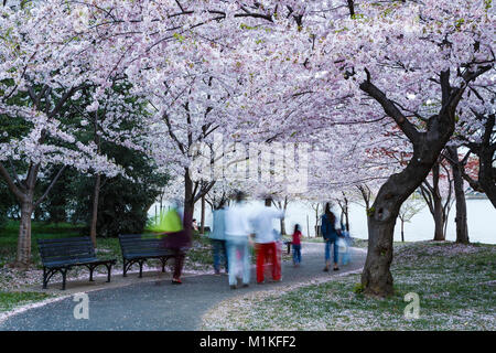 People on path through cherry blossoms, Cherry Blossoms Walk, Tidal Basin, Washington, District of Columbia USA Stock Photo