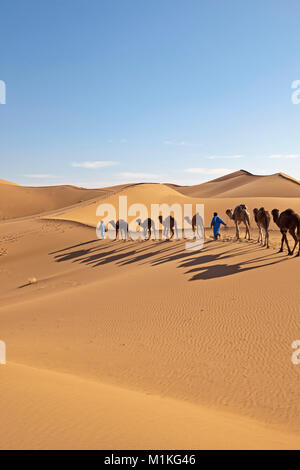 Morocco, Mhamid, Erg Chigaga sand dunes. Sahara desert. Camel drivers leading camel caravan. Stock Photo