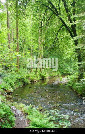 The River Lyd flowing through woodland at Lydford Gorge, Devon, UK - John Gollop Stock Photo