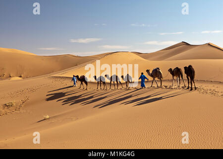 Morocco, Mhamid, Erg Chigaga sand dunes. Sahara desert. Camel drivers leading camel caravan. Stock Photo
