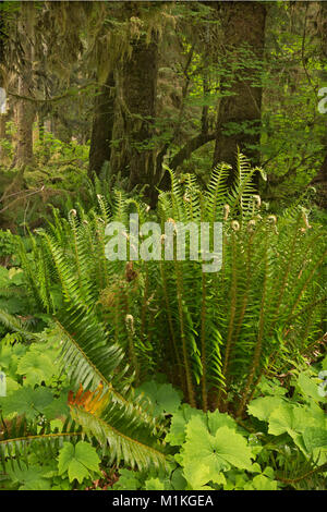 WA13145-00...WASHINGTON - Ferns and vanilla leaf on the forest flower among the old growth trees along the East Fork Quinault River in Olympic Nationa Stock Photo