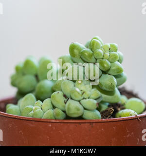 A macro shot of a donkey tail succulent plant.